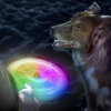 5003 2 svitici frisbee dogdiscuit disc o